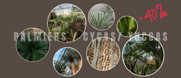 Palmiers et Cycas