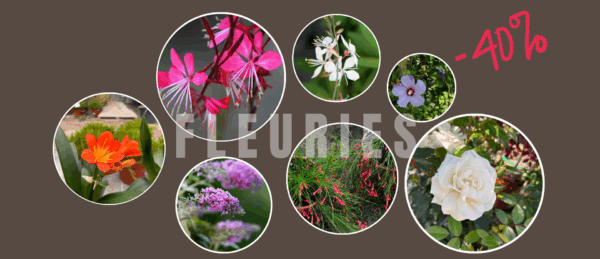 Plantes fleuries
