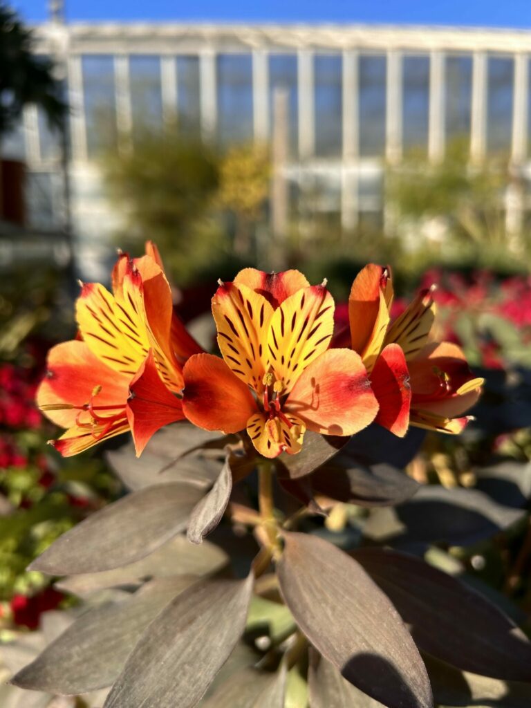 Alstroemeria Indian Summer fleur orange lys des Incas en pot