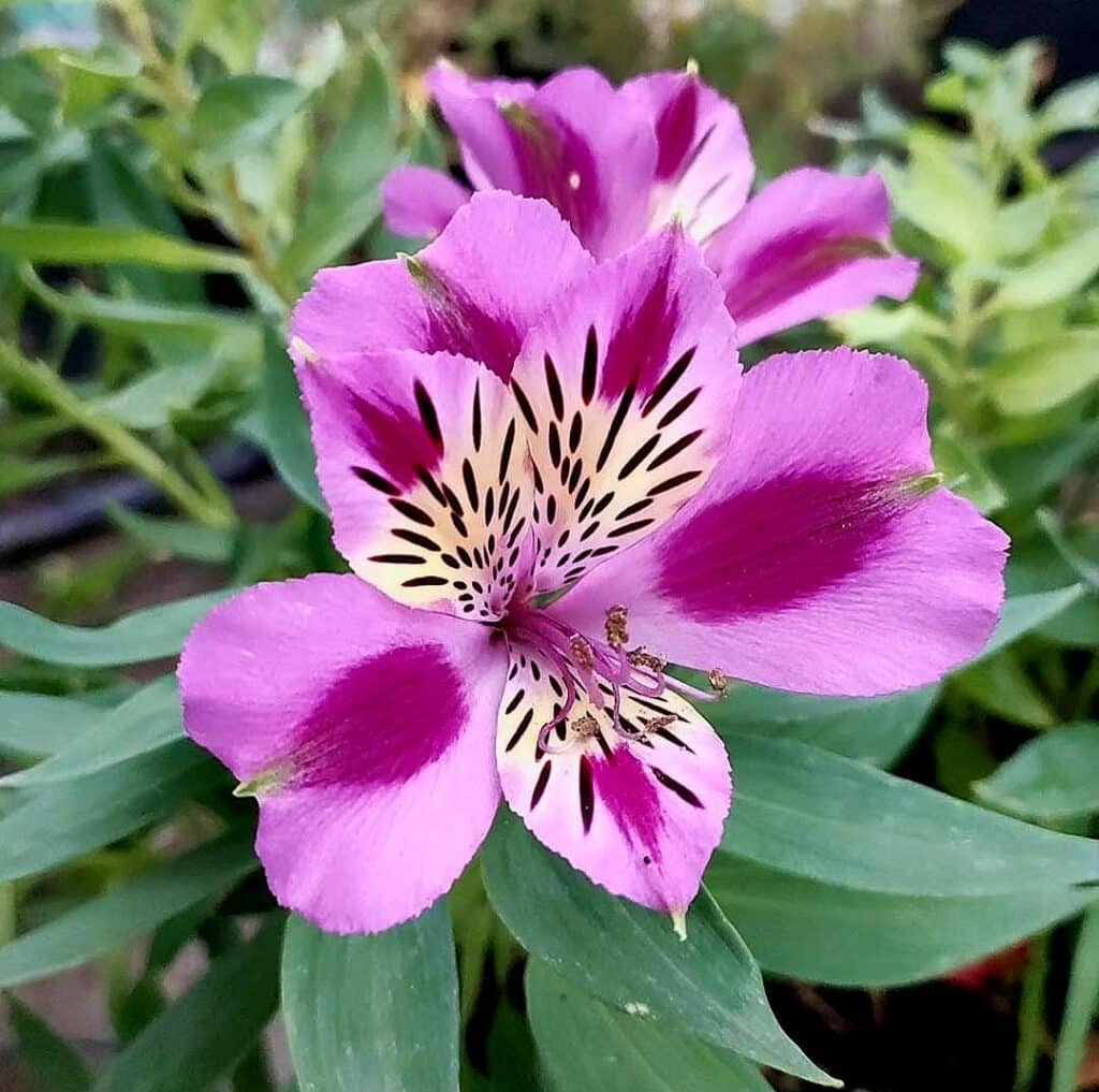 Alstroemeria rose fleur lys des Incas gros plan