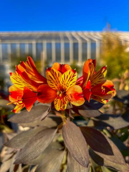 Alstromère / Lys des Incas / Lis du Pérou