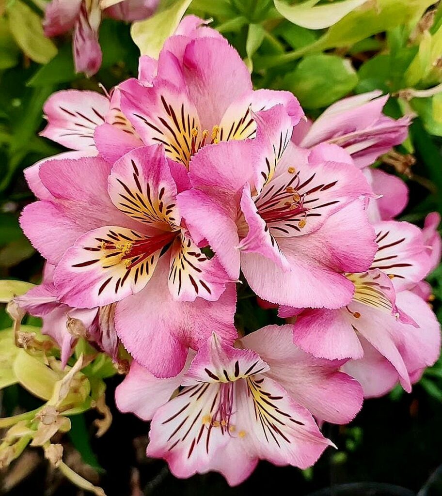 Fleurs d’Alstroemeria rose lys des Incas jardin été
