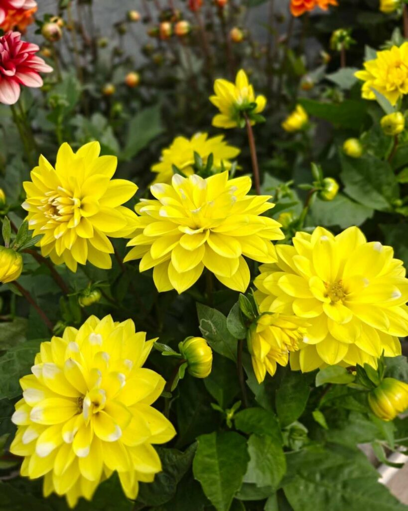 Dahlia Dalaya® Meena en pot avec fleurs jaunes éclatantes