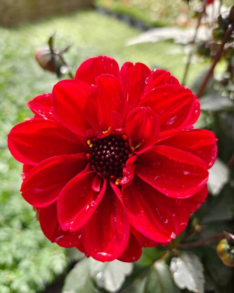 Dahlia Dalaya® Meena en pot avec fleurs rouges