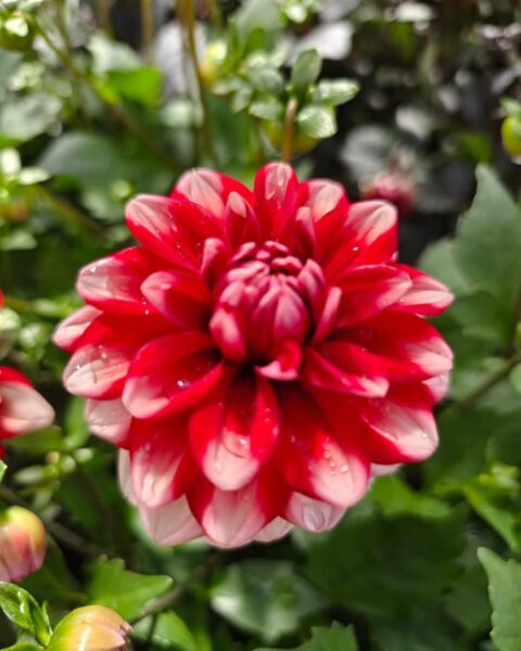 Dahlia Dalaya® Meena