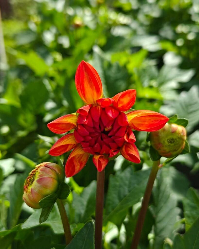 Dahlia Dalaya® Meena en pot avec fleurs rouges