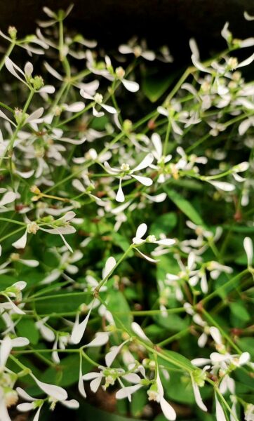 Euphorbe Diamond Frost