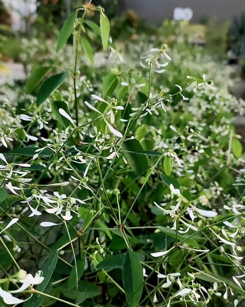 plante euphorbe diamond frost fleurs blanches pot pépinière