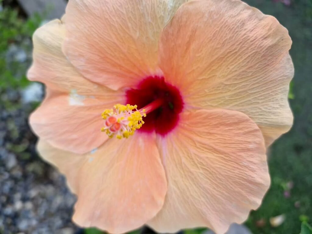 Fleur d’Hibiscus en pot de jardin, floraison estivale