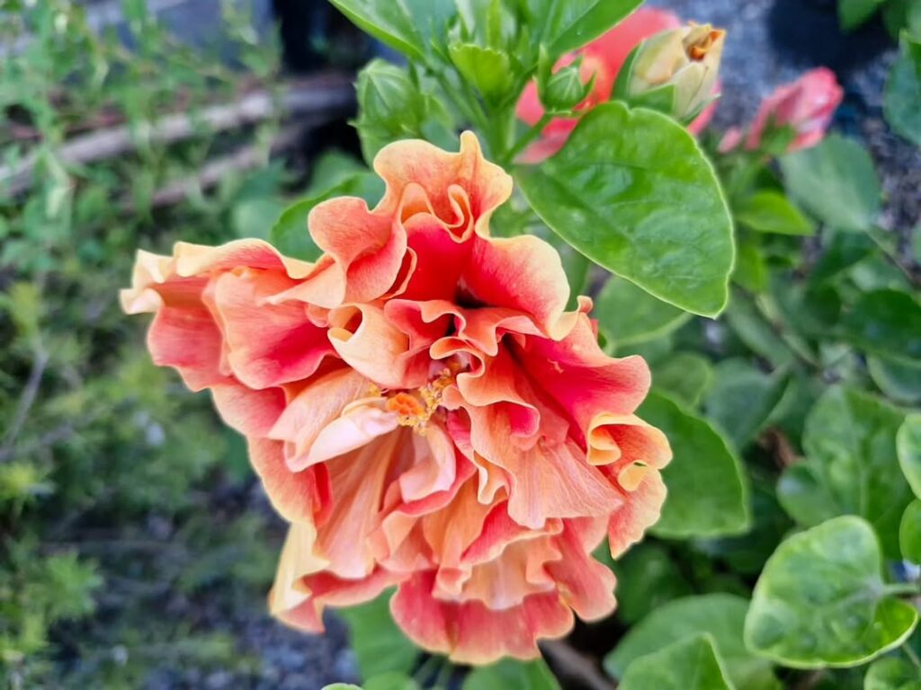 Fleur d’Hibiscus orange en pot de jardin, floraison estivale