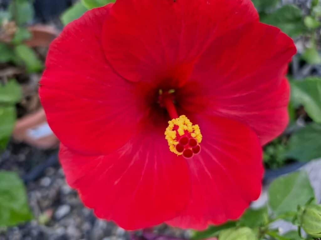 Fleur d’Hibiscus rouge en pot de jardin, floraison estivale