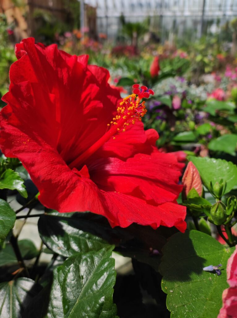 Fleur d’Hibiscus rouge en pot de jardin, floraison estivale