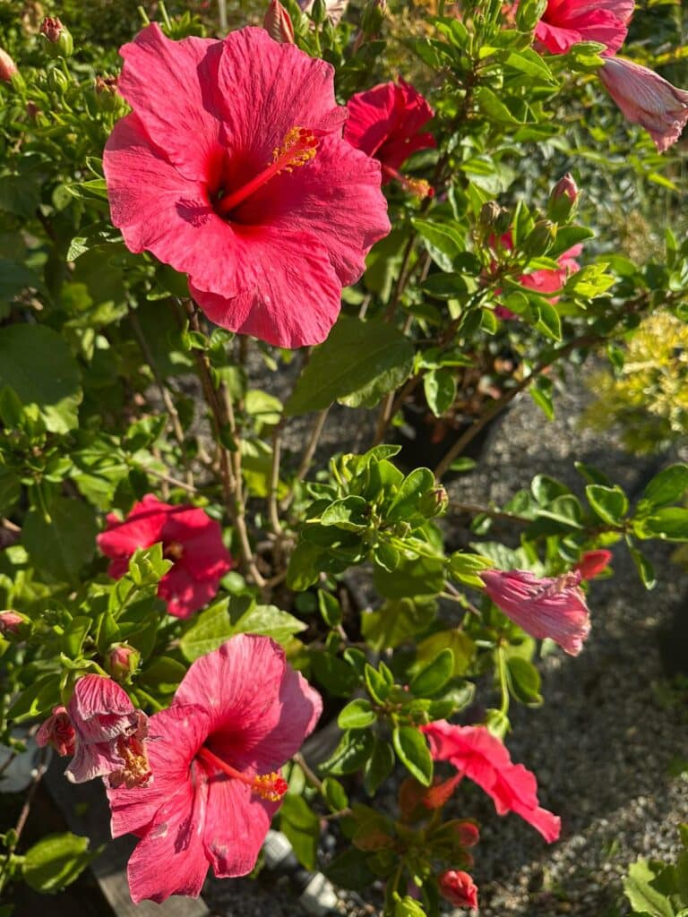 Fleur d’Hibiscus sinensis rose en pot de jardin, floraison estivale