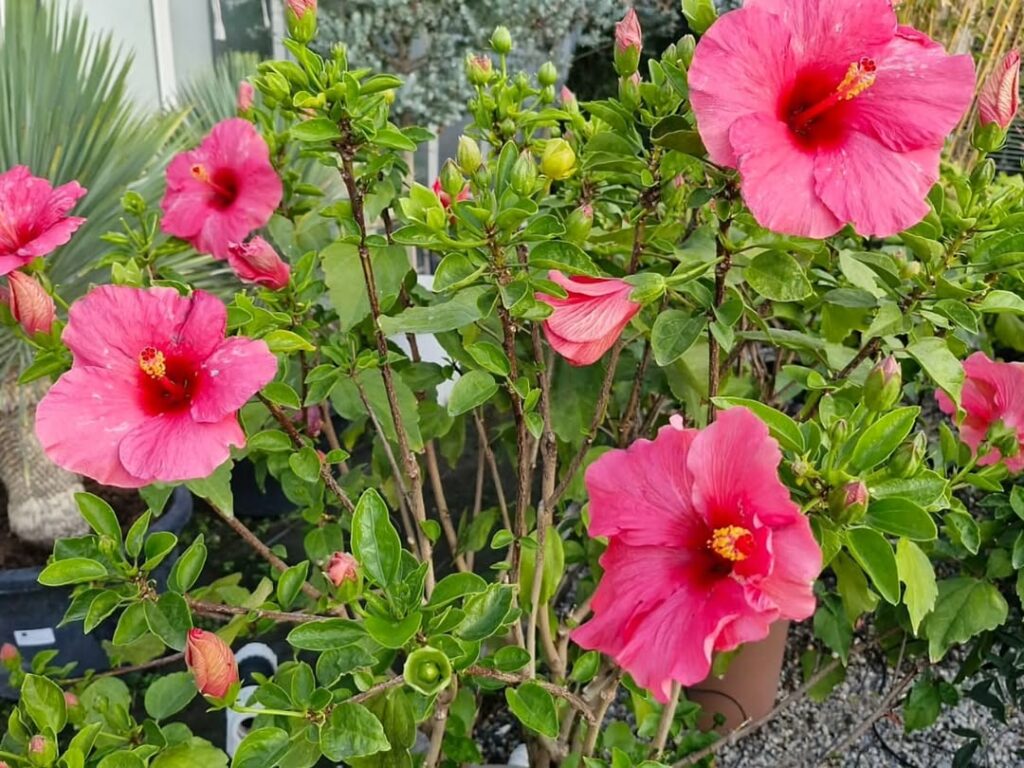 Fleur d’Hibiscus sinensis rose en pot de jardin, floraison estivale