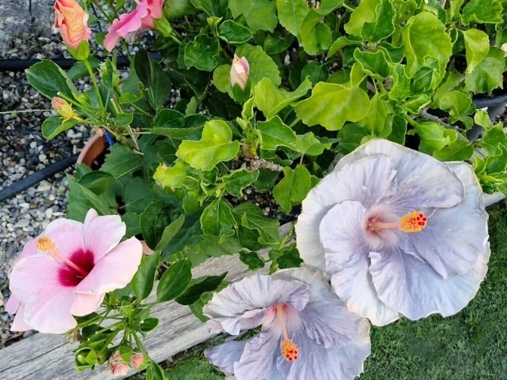 Fleur d’Hibiscus gris en pot de jardin, floraison estivale