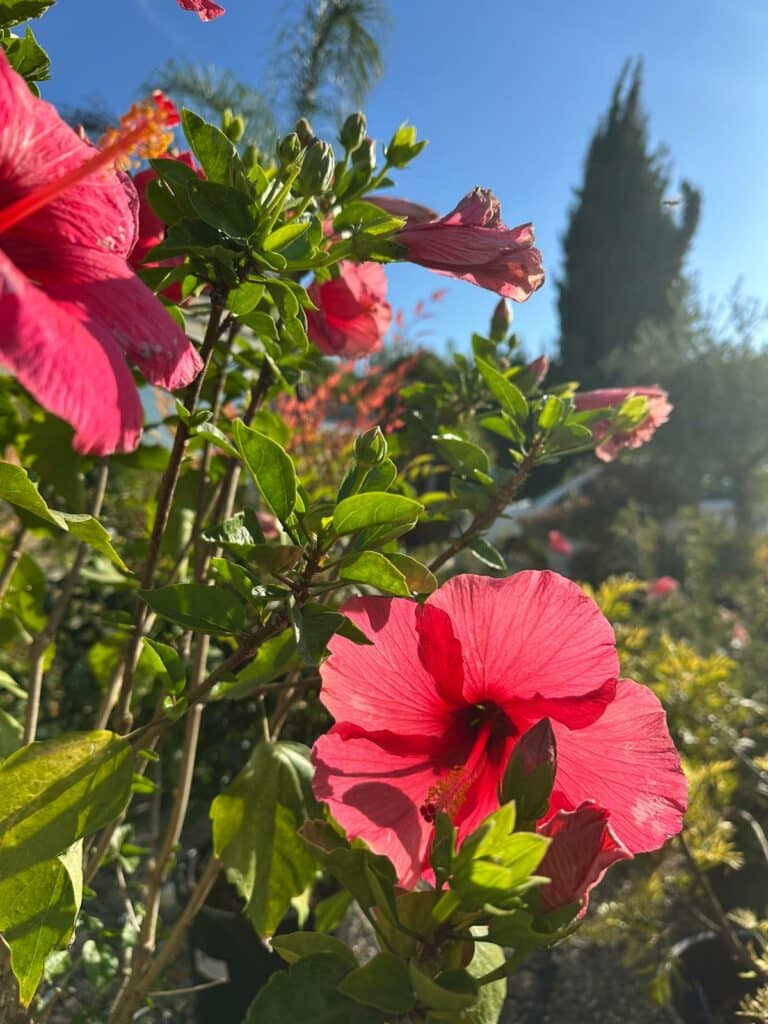 Fleur d’Hibiscus sinensis rose en pot de jardin, floraison estivale
