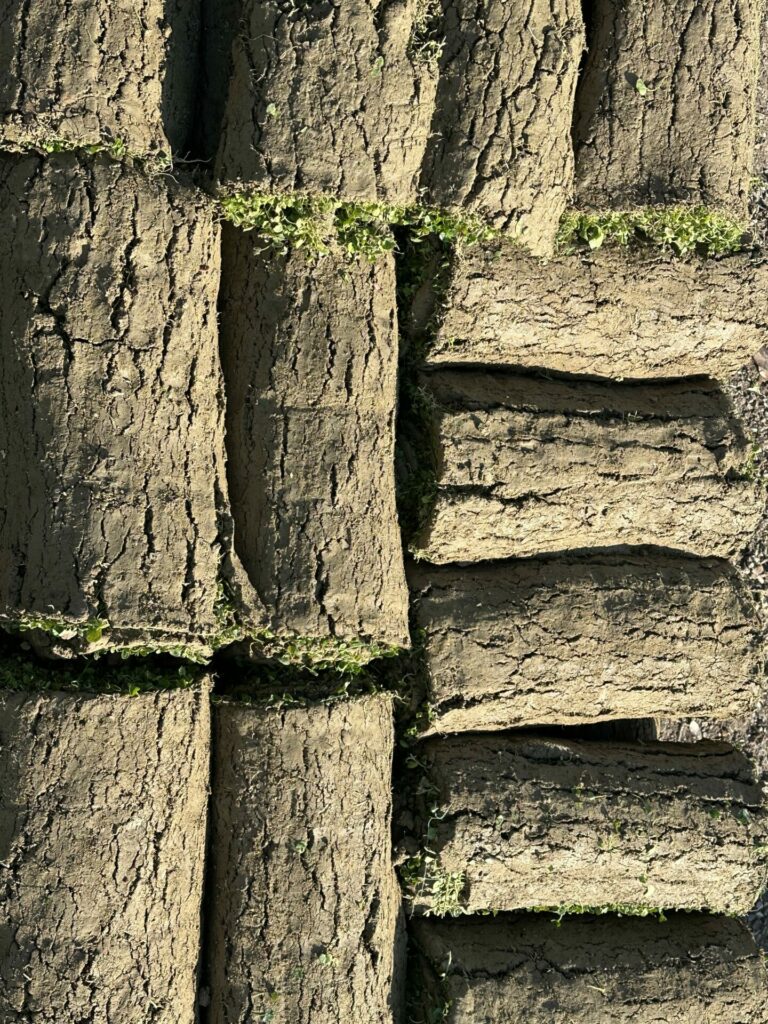 Rouleau de Dichondra repens avant installation