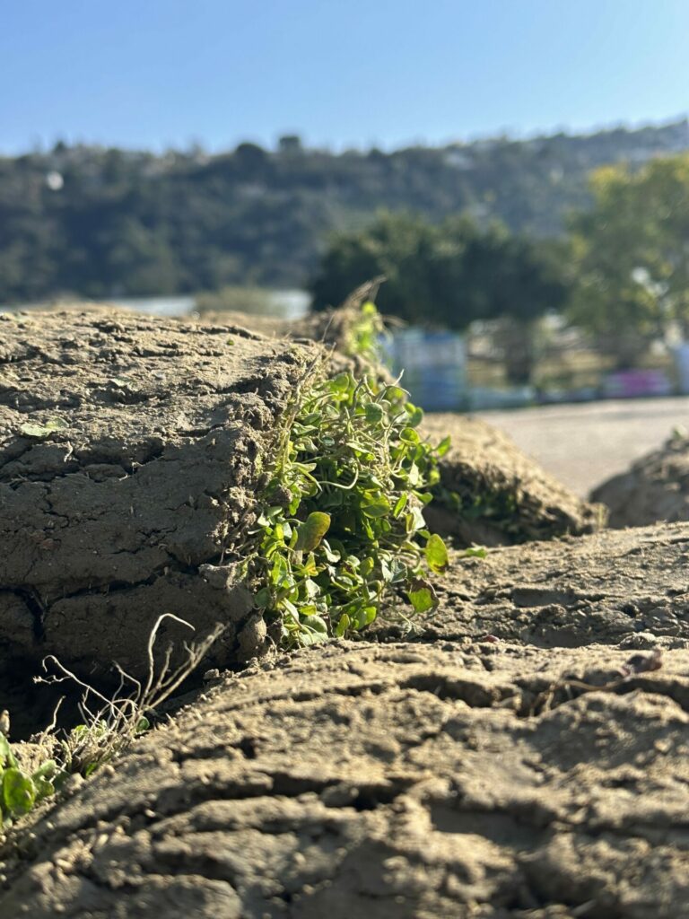 Rouleau de Dichondra repens avant installation