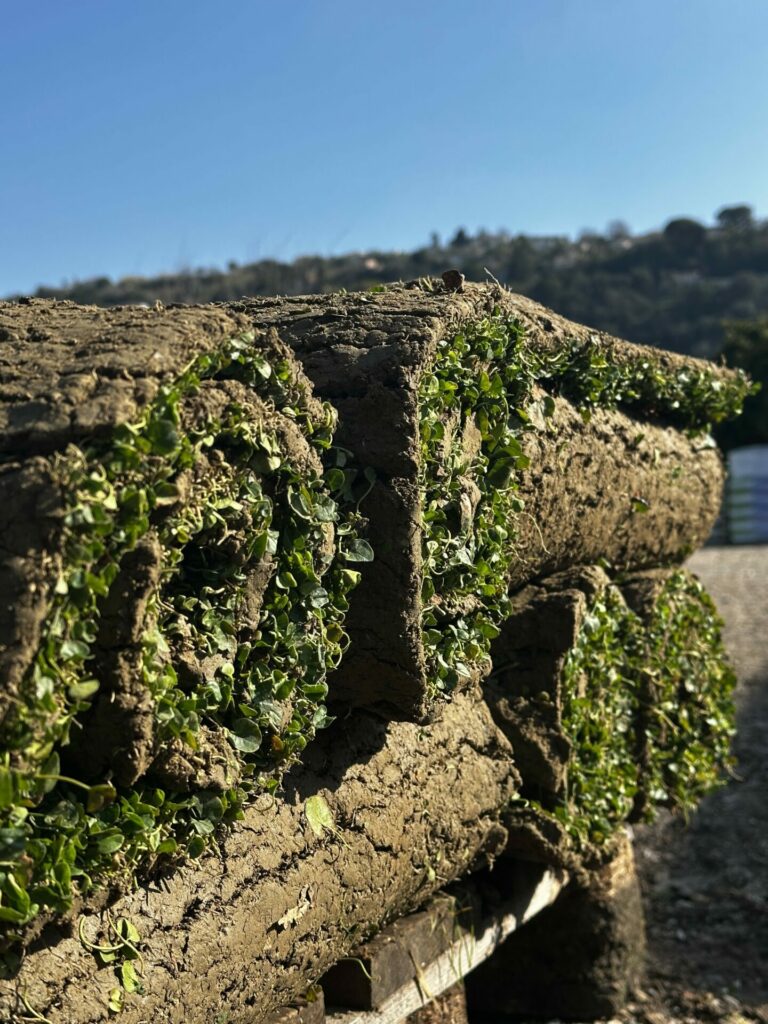 Rouleau de Dichondra repens avant installation