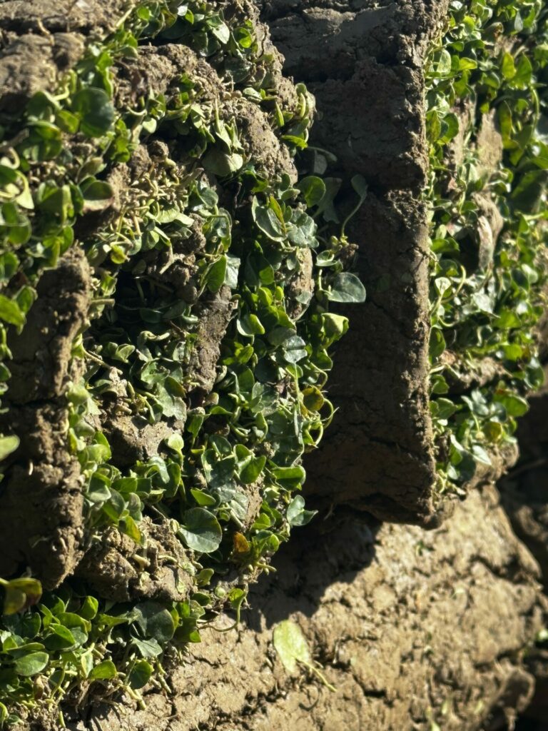 Rouleau de Dichondra repens avant installation