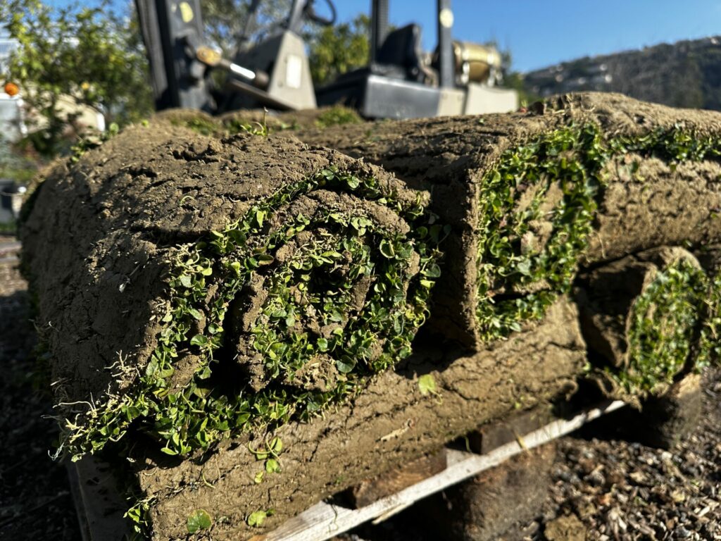 Rouleau de Dichondra repens avant installation