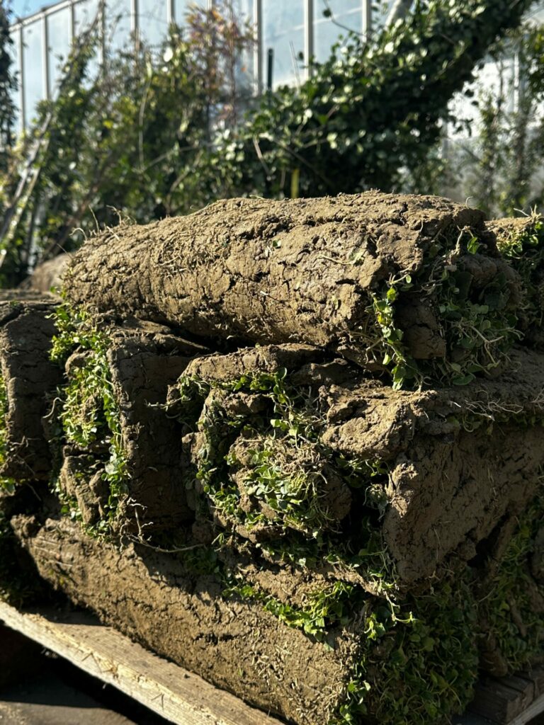 Rouleau de Dichondra repens avant installation
