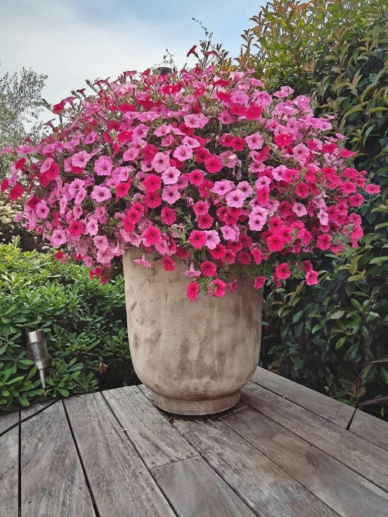 petunia mini vista pink fleurs roses pot