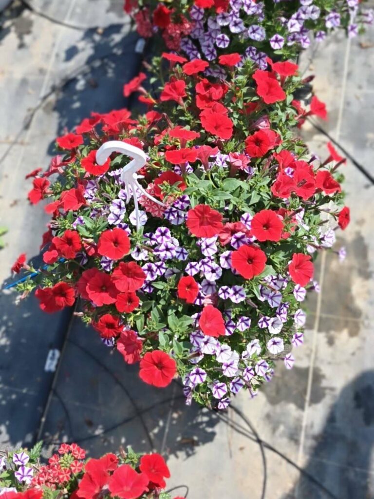petunia mini vista fleurs rouges pot