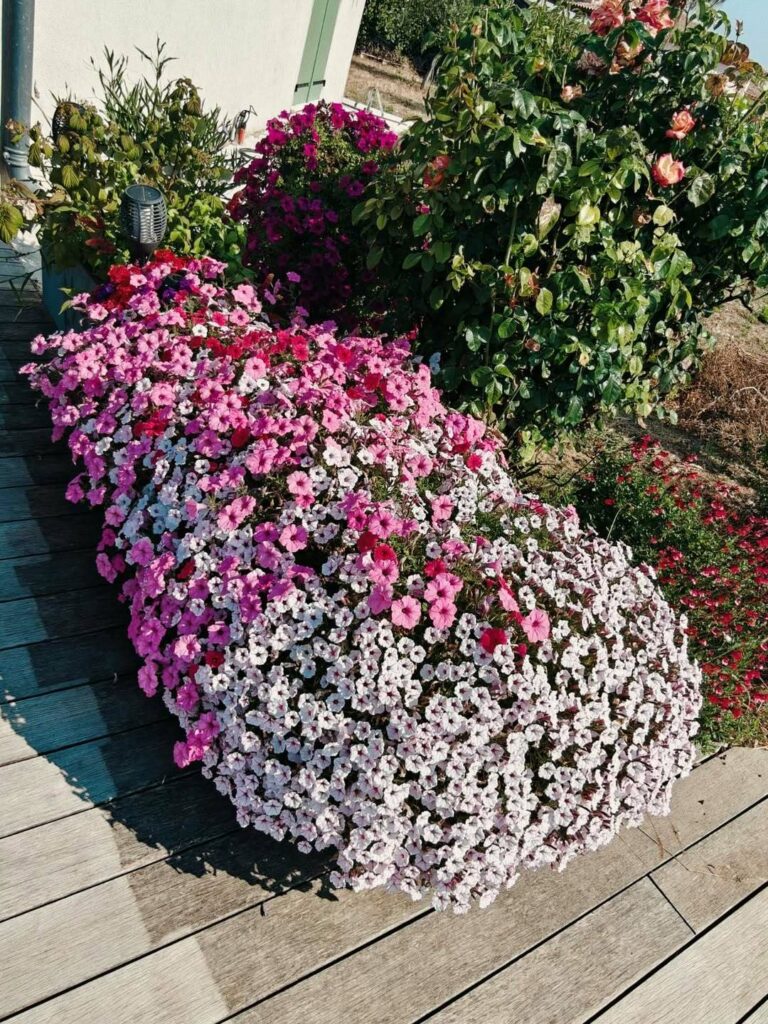 petunia mini vista fleurs roses massif