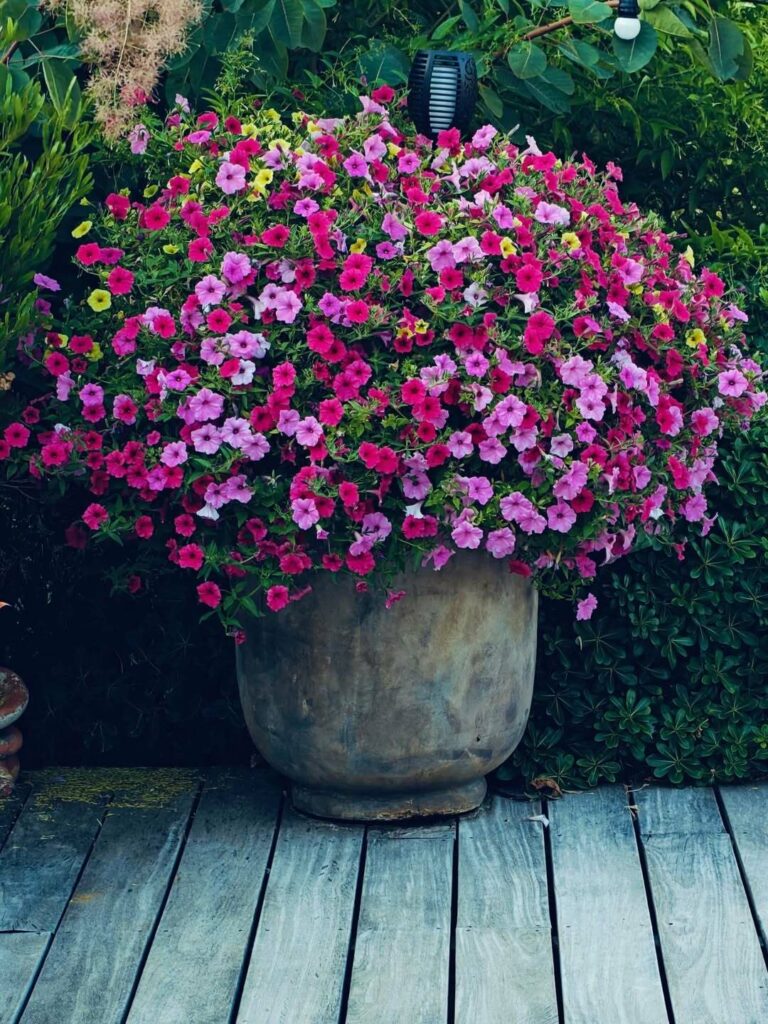 petunia mini vista pink fleurs roses pot