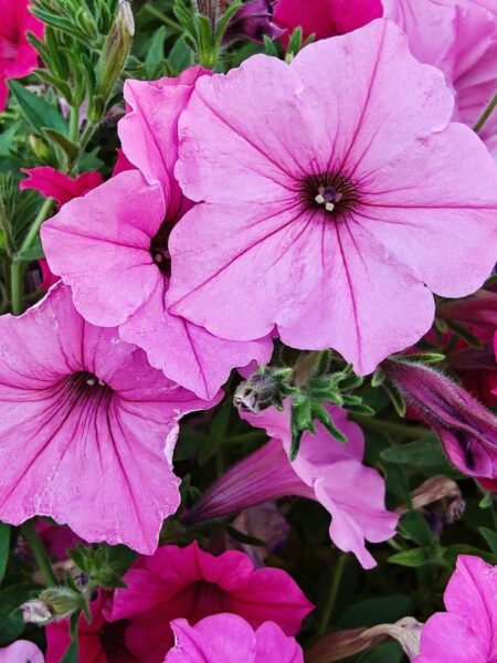 Pétunia (Surfinia) Mini Vista Pink