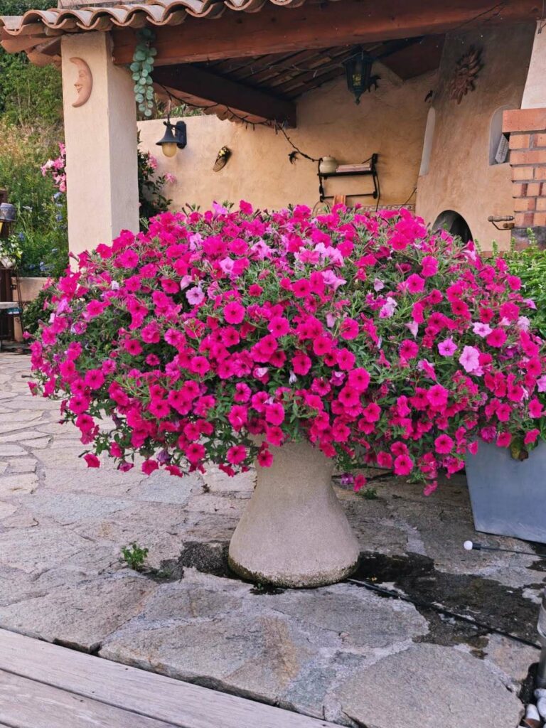 petunia mini vista pink fleurs roses pot