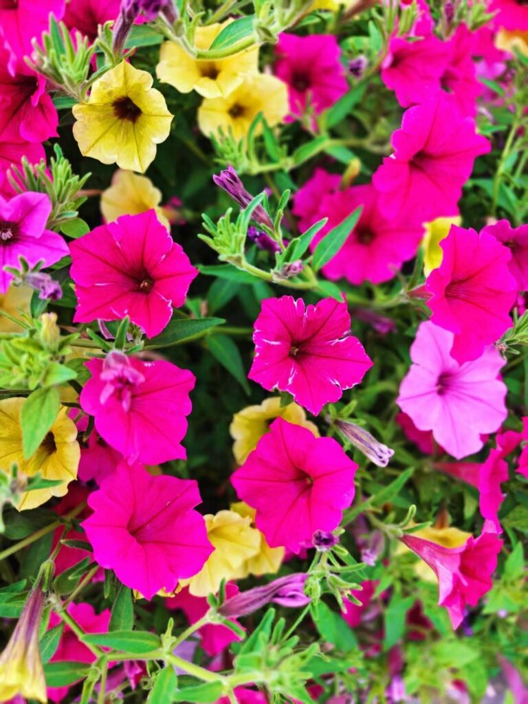 petunia mini vista pink fleurs roses et jaunes jardin