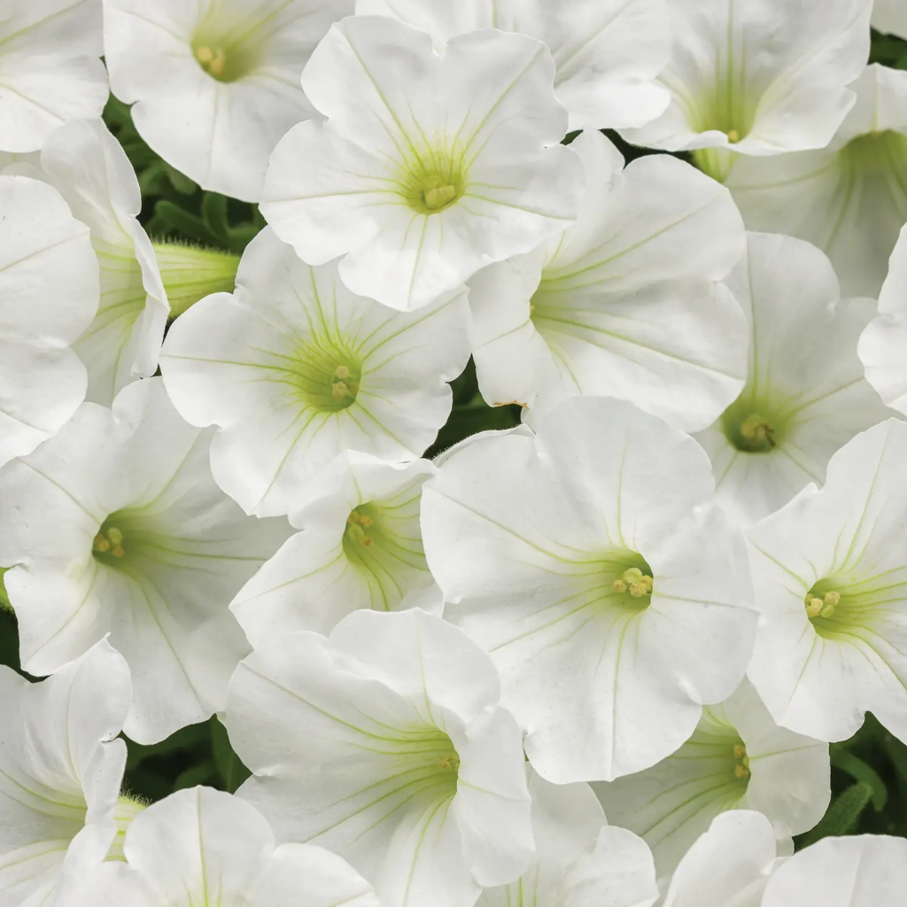 petunia mini vista white fleurs blanches