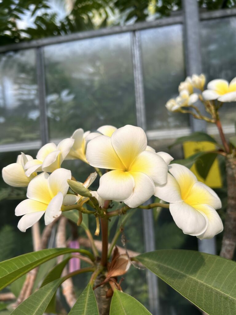 Fleur de Plumeria blanche à cœur jaune