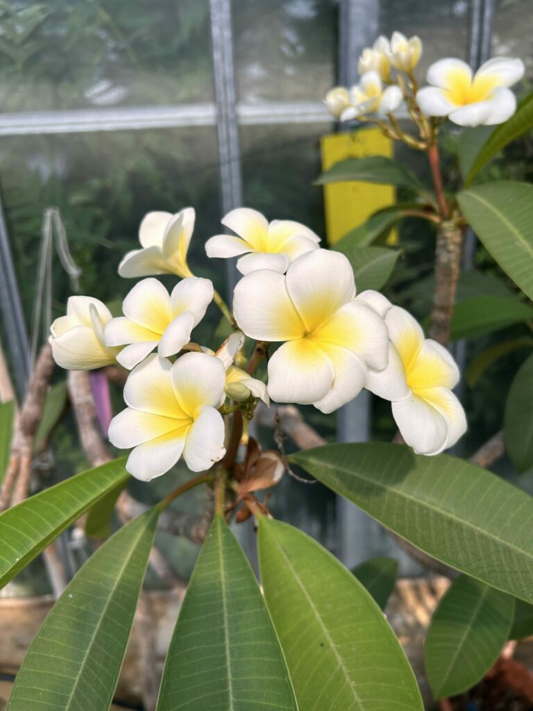 Fleur de Plumeria blanche à cœur jaune