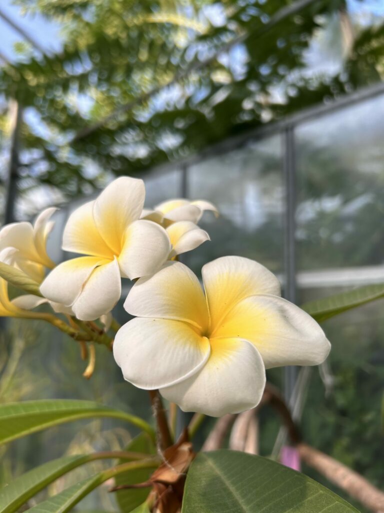 Fleur de Plumeria blanche à cœur jaune