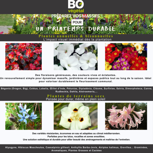 Plantes annuelles et bisannuelles pour un printemps durable