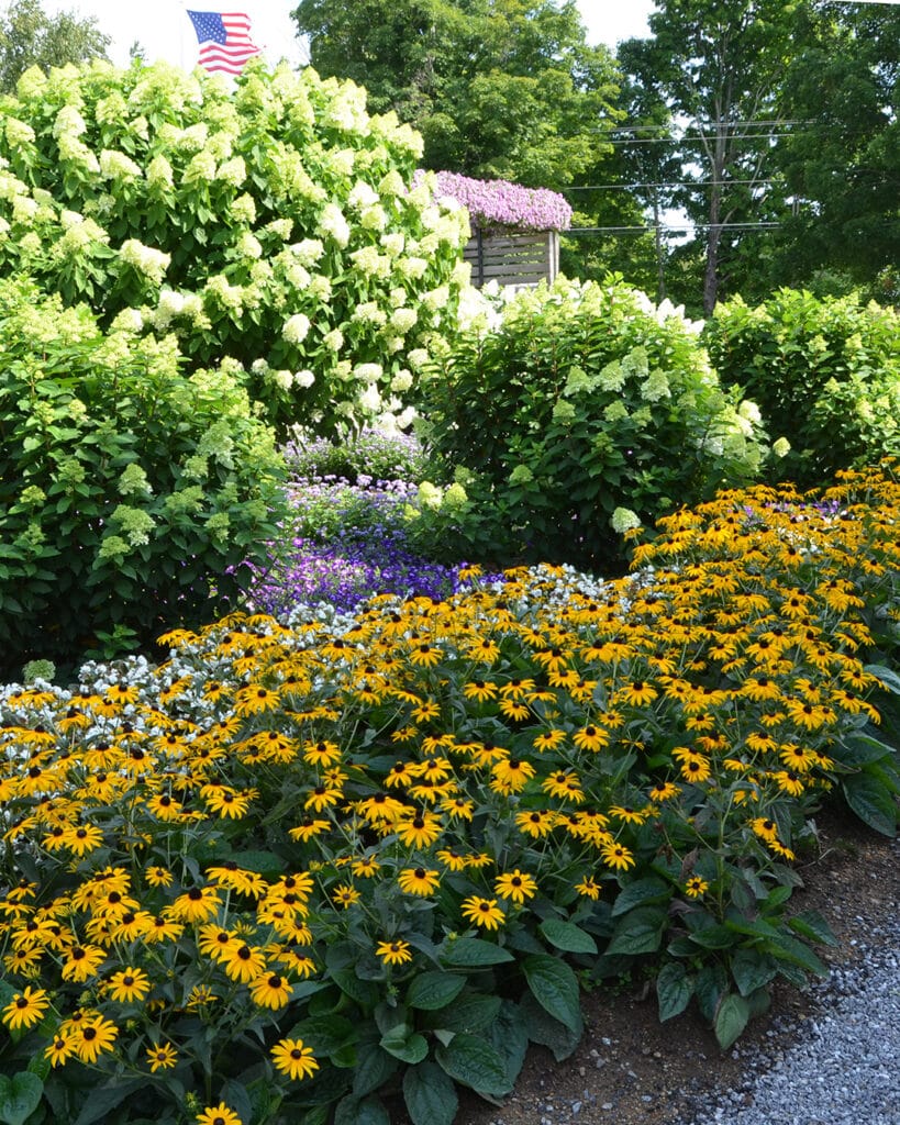 Fleur de rudbeckia jaune avec cœur noir dans un jardin en été