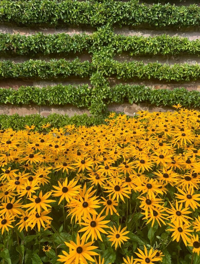 Fleur de rudbeckia jaune avec cœur noir dans un jardin en été