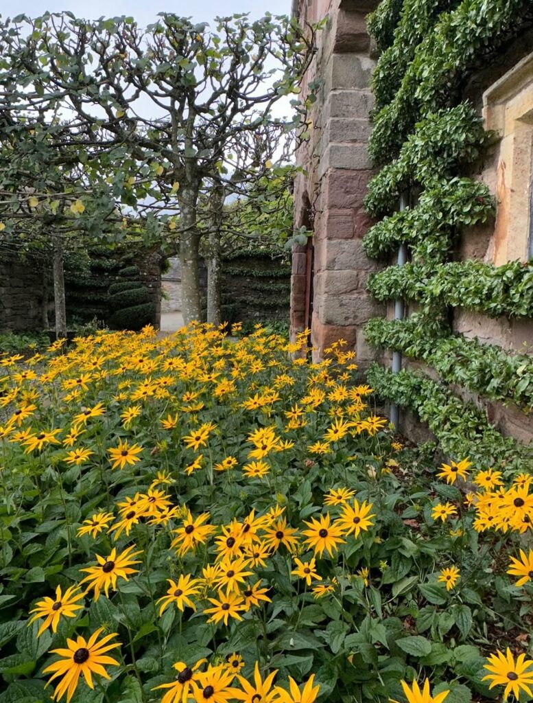 Fleur de rudbeckia jaune avec cœur noir dans un jardin en été