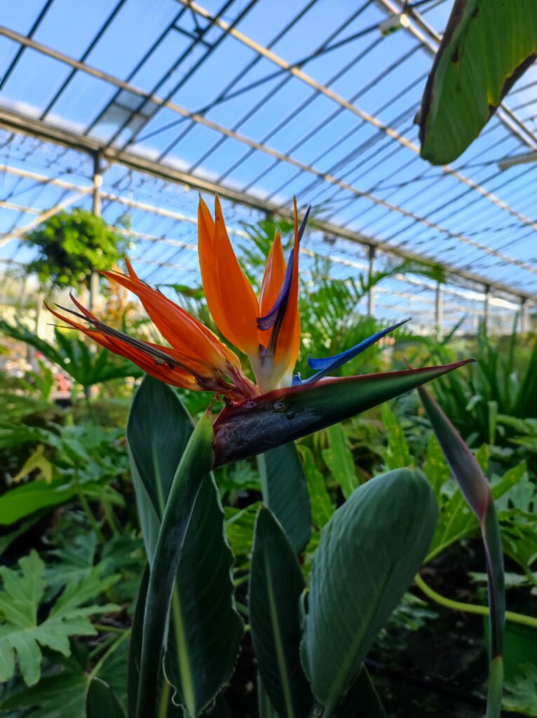 Fleur orange et bleu foncé de Strelitzia Augusta