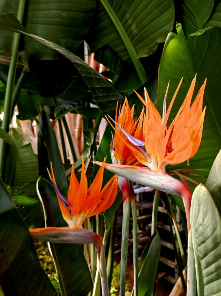 Fleur orange et bleu foncé de Strelitzia Augusta