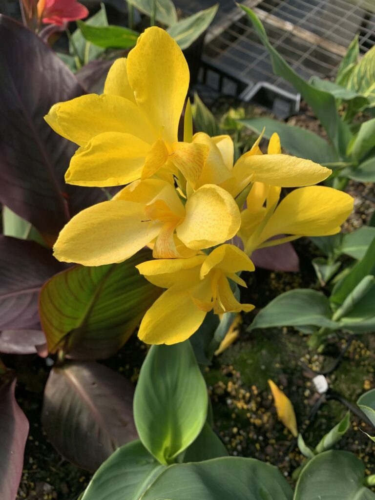 Fleur de Canna jaune plante exotique jardin plein soleil