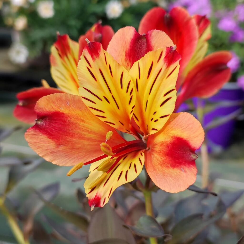 Alstroemeria Indian Summer fleur orange lys des Incas en pot