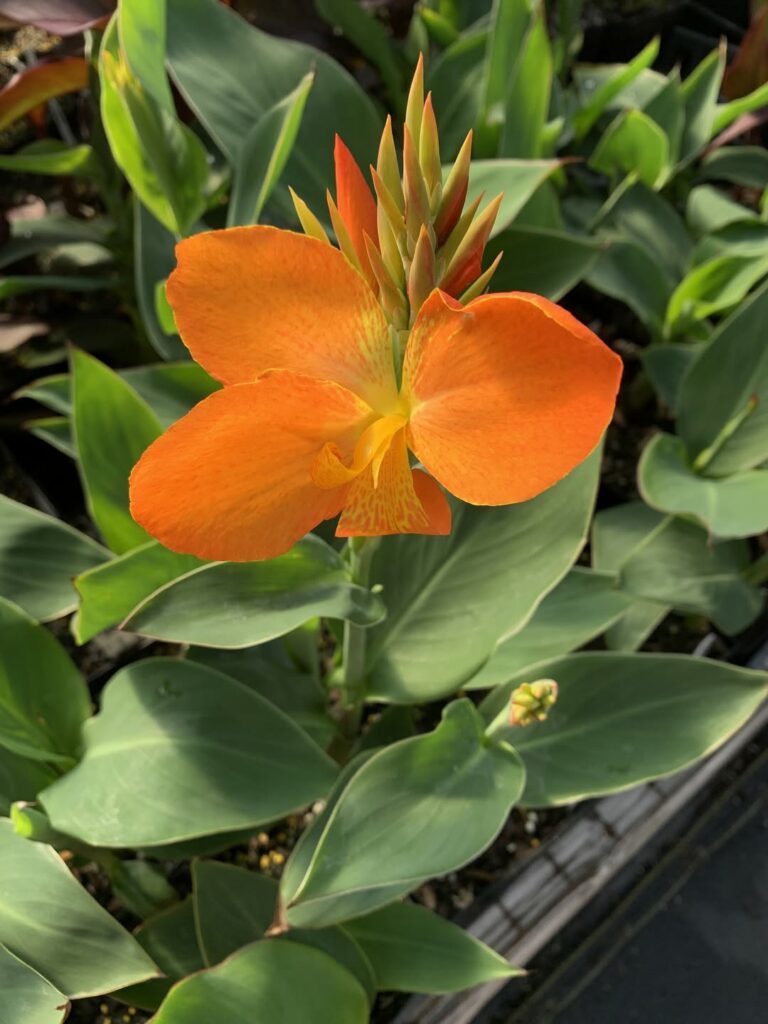 Fleur de Canna orange plante exotique jardin plein soleil