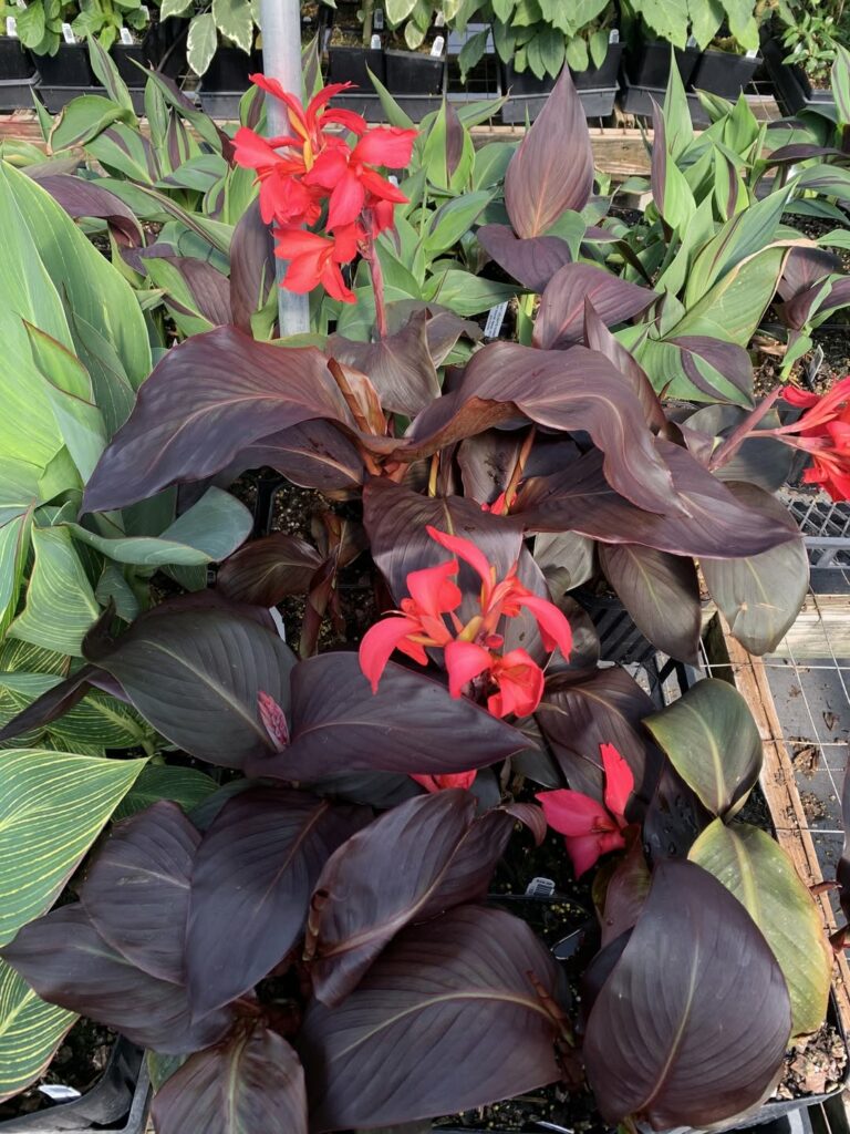 Fleur de Canna rouge plante exotique jardin plein soleil