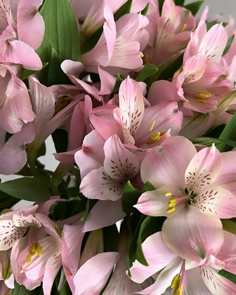 Fleurs d’Alstroemeria rose lys des Incas jardin été