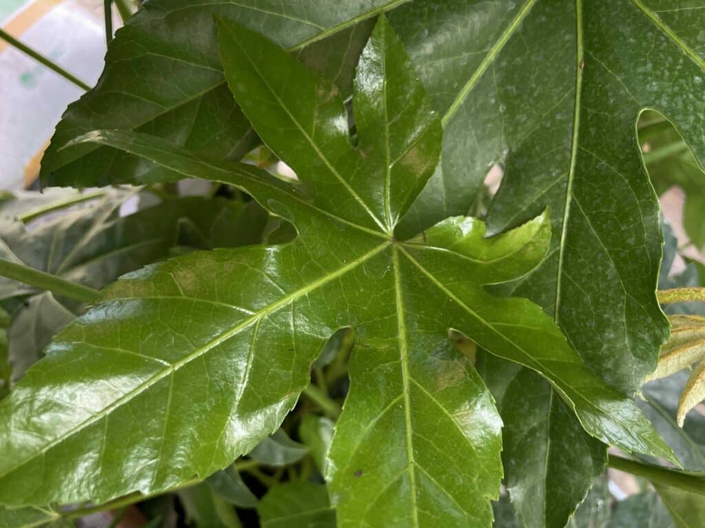 floraison Aralia japonica fleurs blanches automne