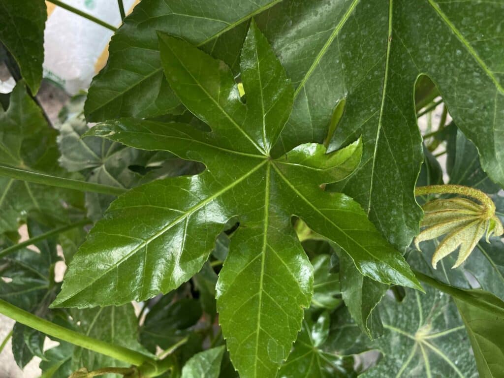 feuillage Aralia japonica plante exotique jardin ombre